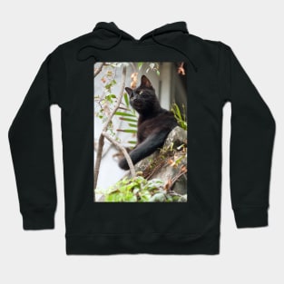 Black Cat in Puerto Vallarta - Mexico Hoodie